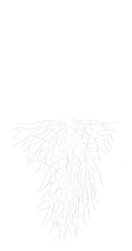 image d'une plante avec des racines. Tout est blanc.